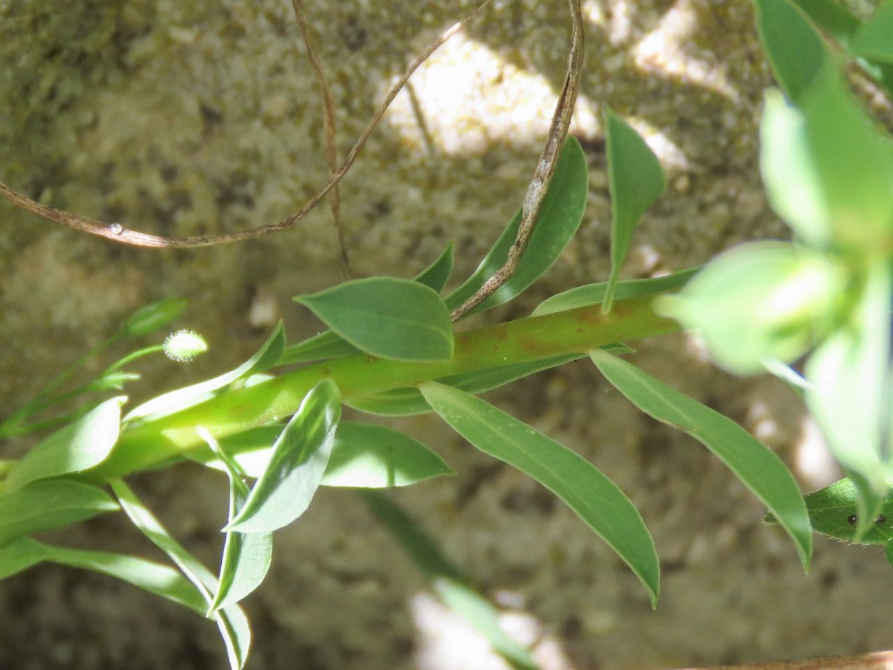 Euphorbia falcata — houseplant care guide