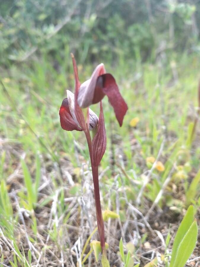 Serapias olbia flower