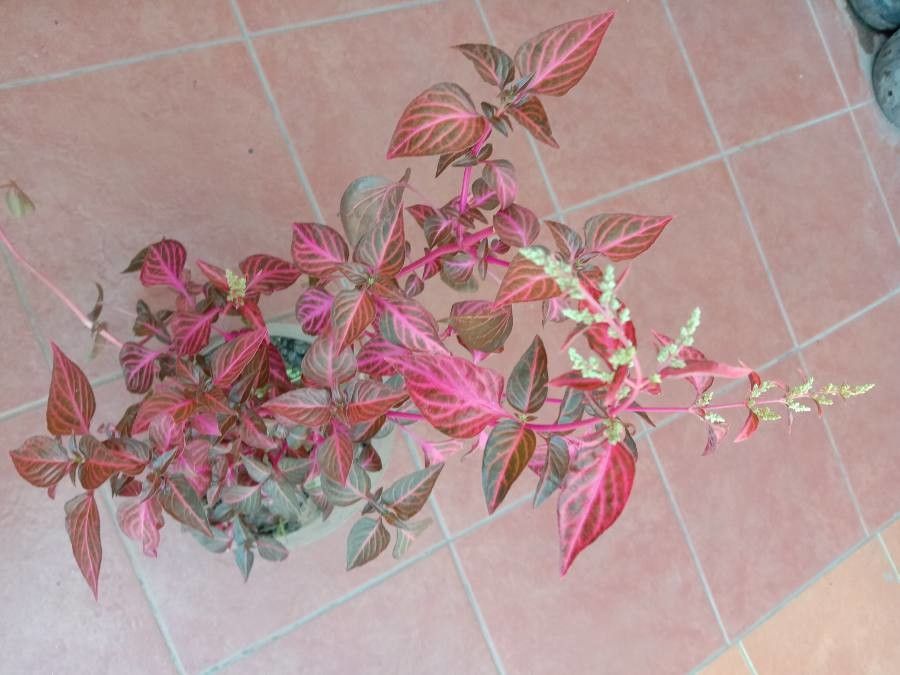 Iresine herbstii fruit