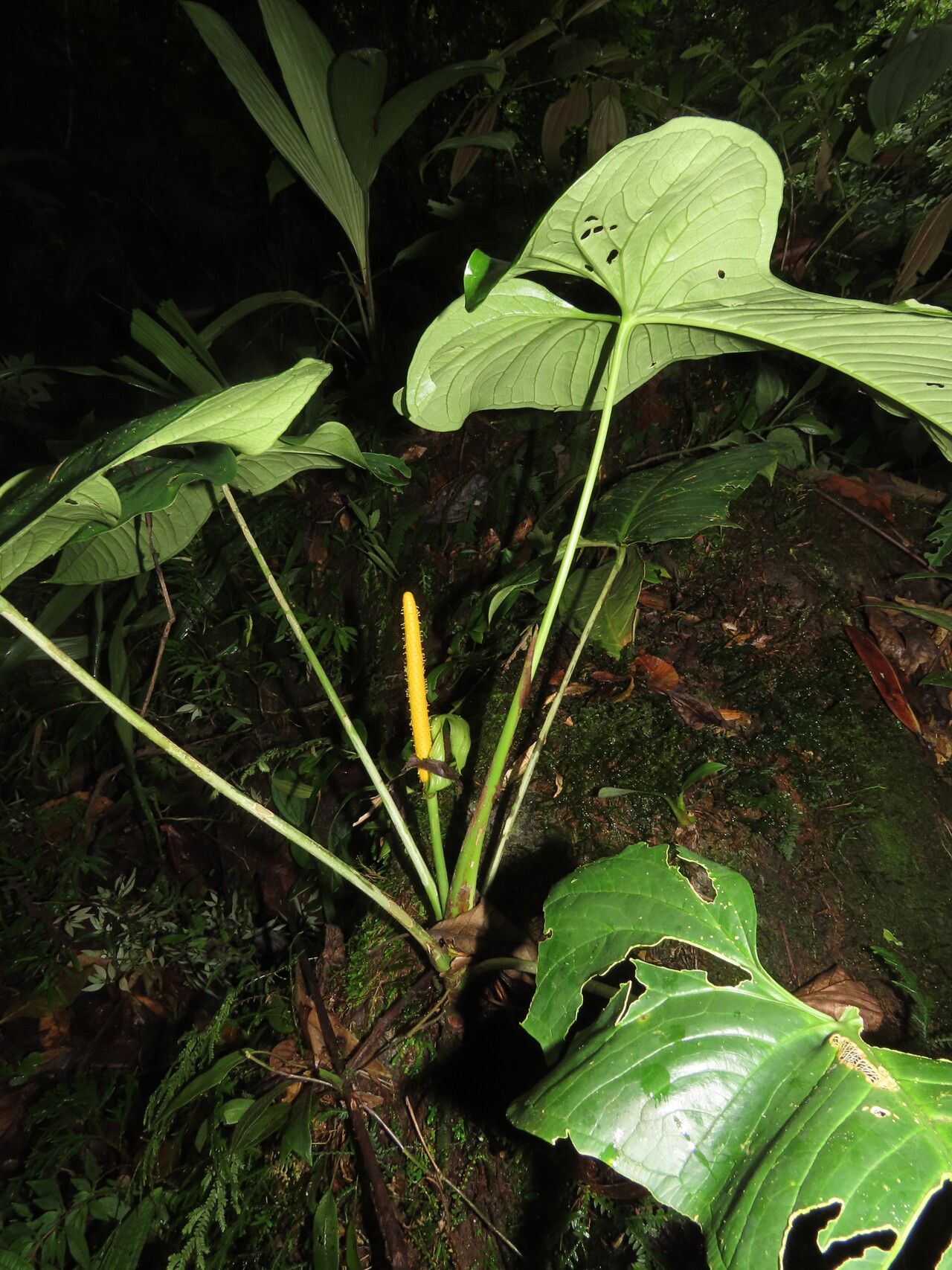 Anthurium panduriforme leaf