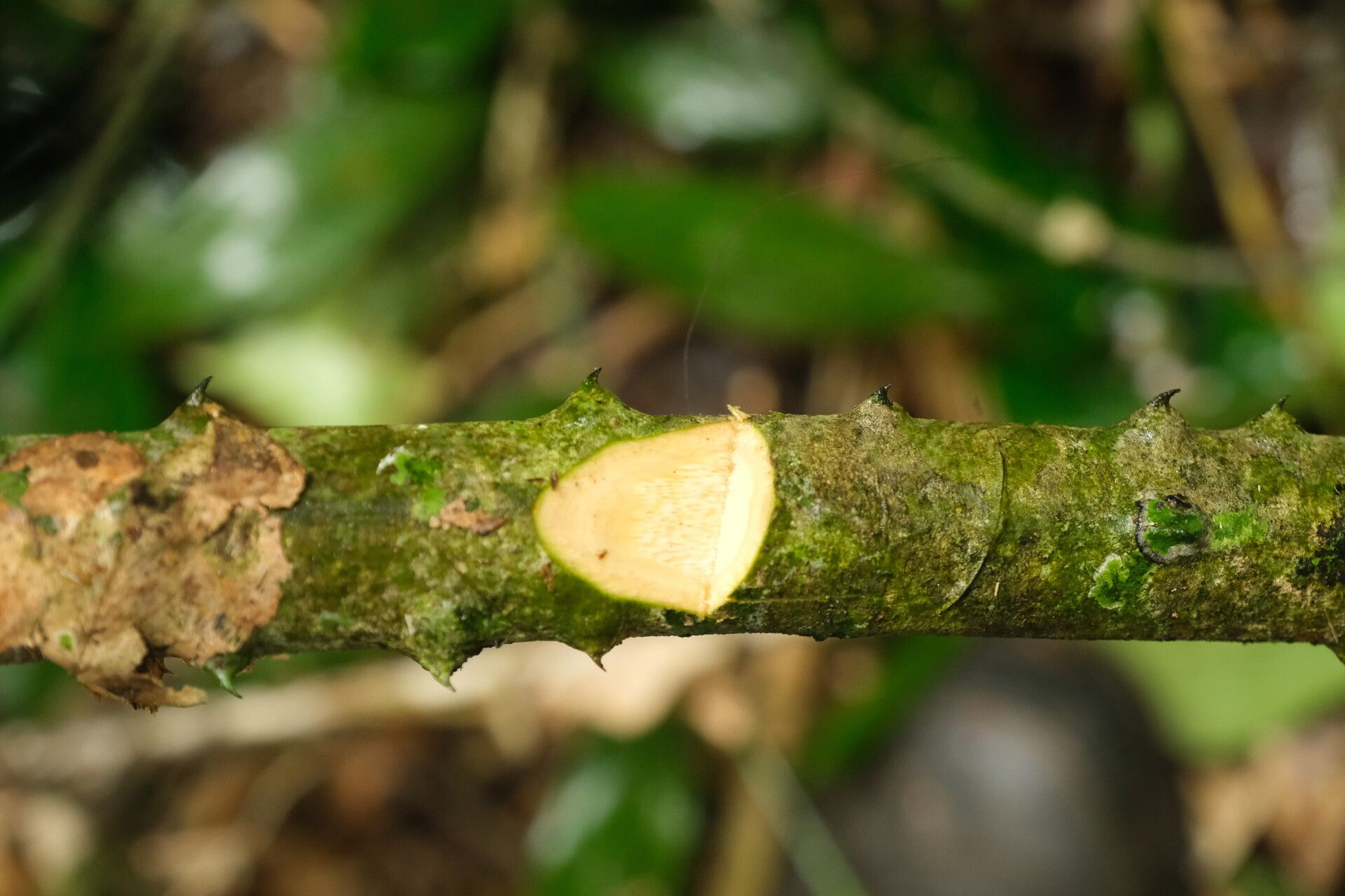 Senegalia kamerunensis bark