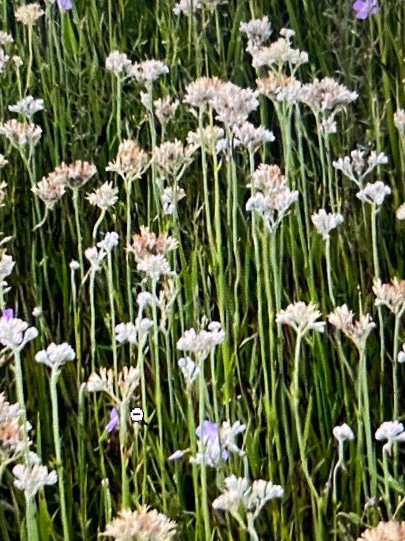 Allium haematochiton — houseplant care guide