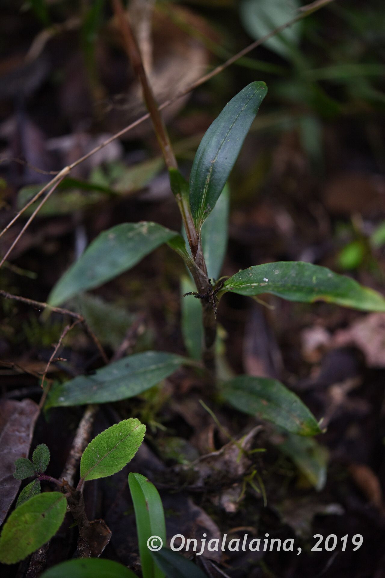 Goodyera perrieri habit