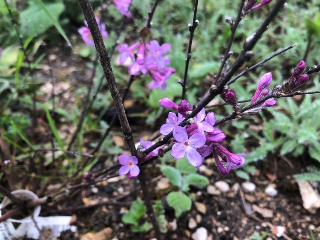 Daphne genkwa flower