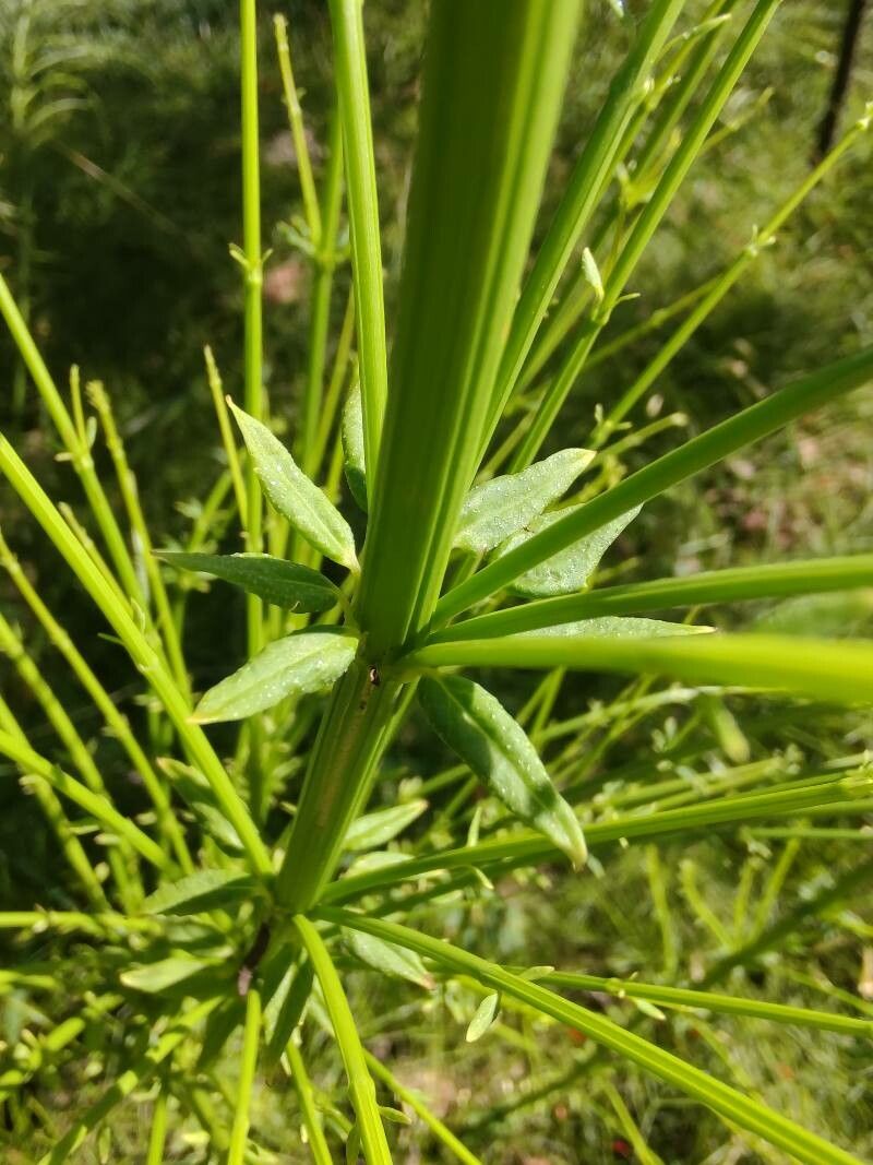 Physostegia digitalis bark