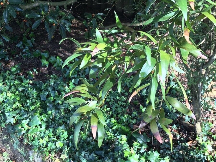 Acacia saligna habit