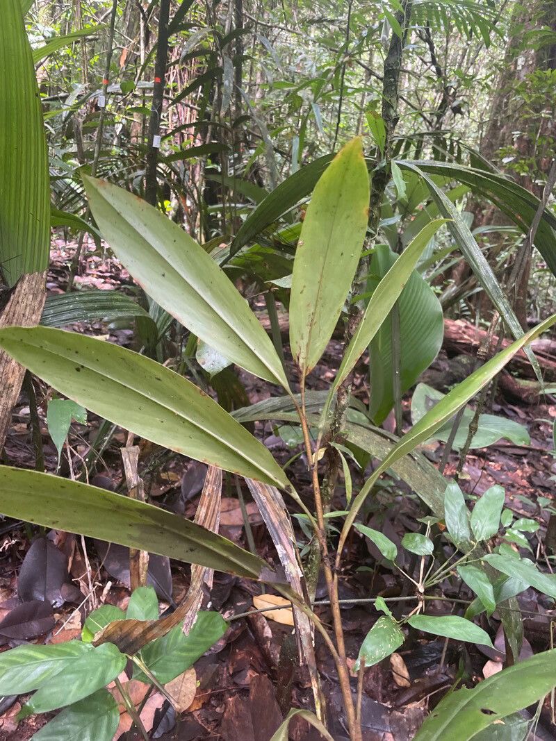 Renealmia floribunda leaf
