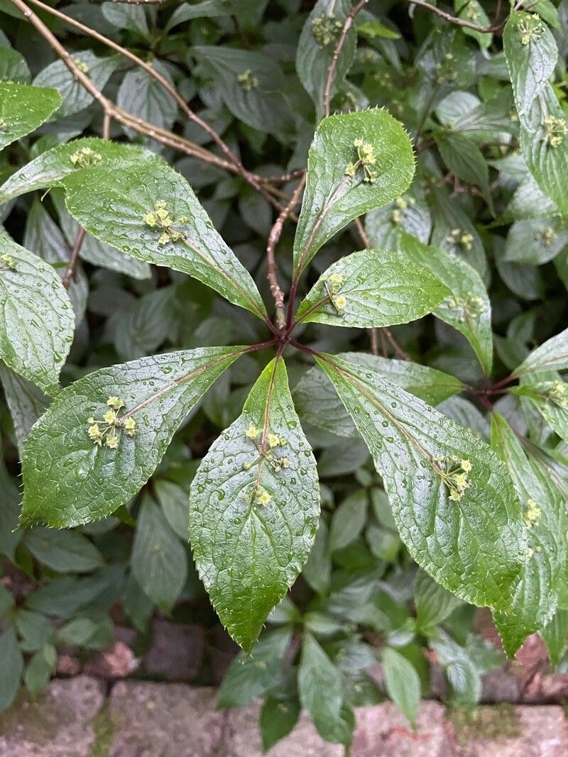 Helwingia japonica leaf