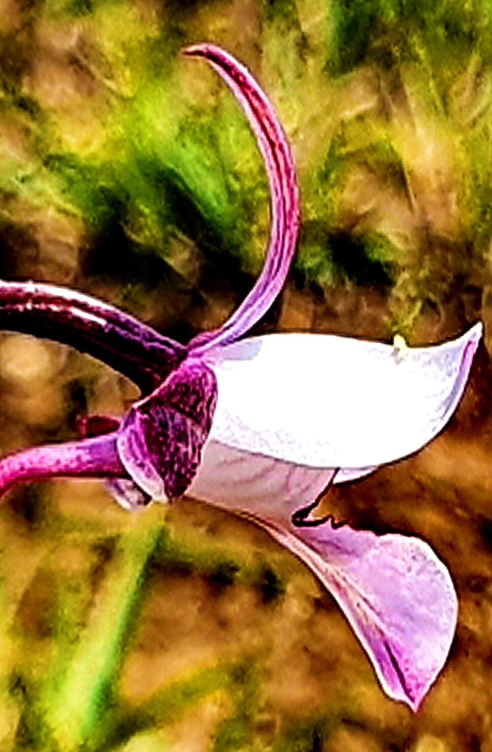 Eulophia hians — houseplant care guide