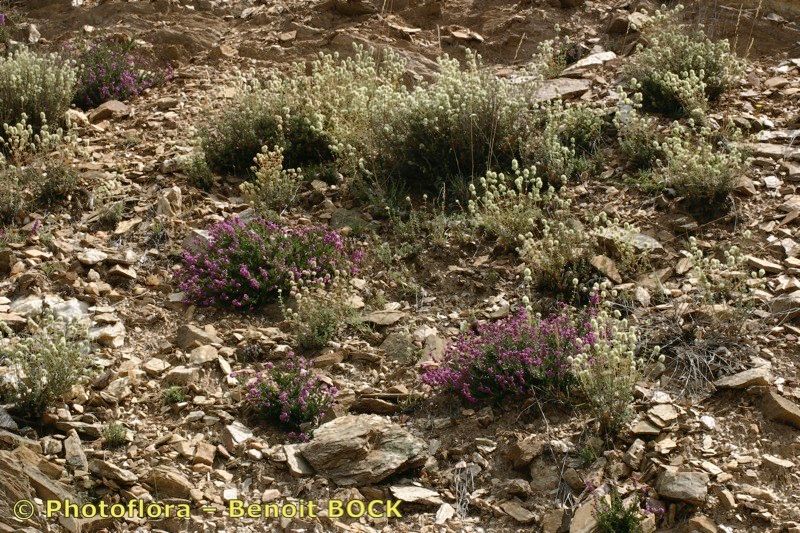 Thymus marschallianus habit