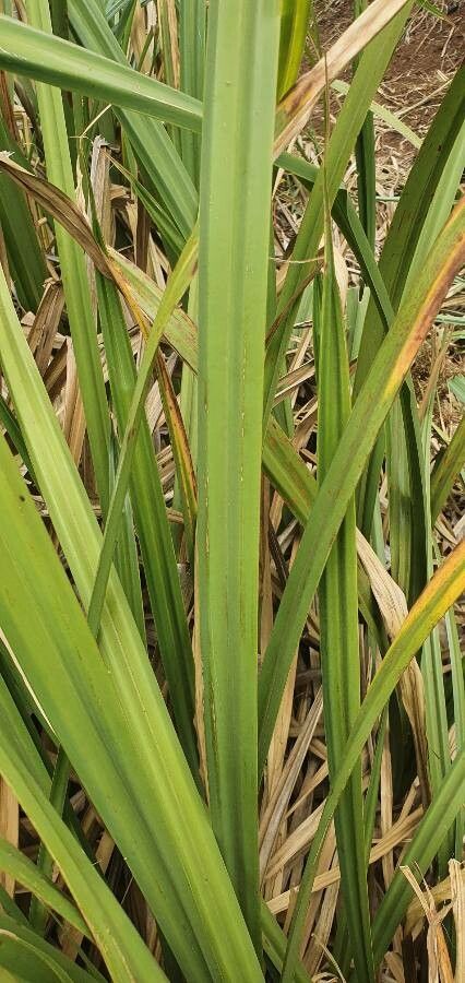 Cyperus latifolius — houseplant care guide