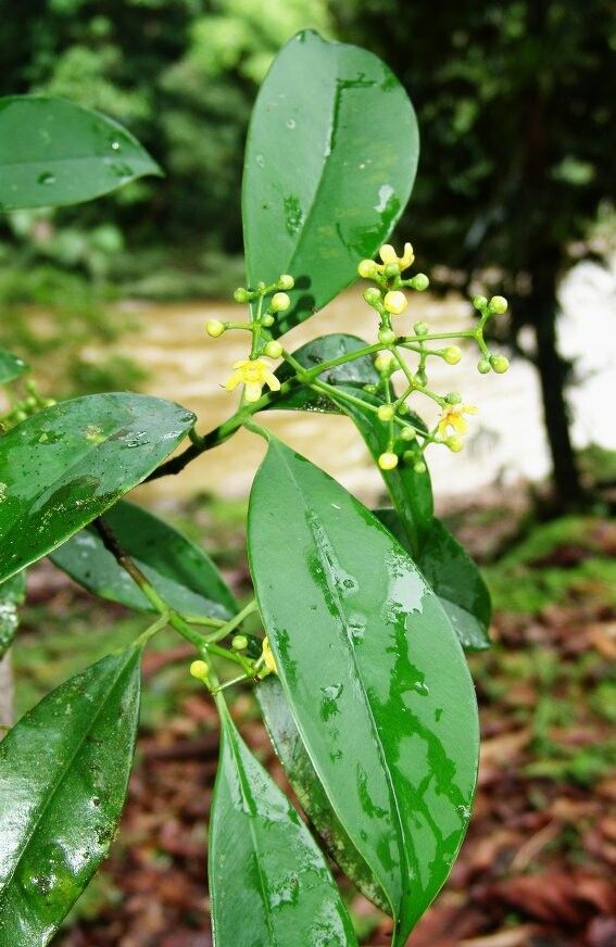 Clusia hammeliana habit