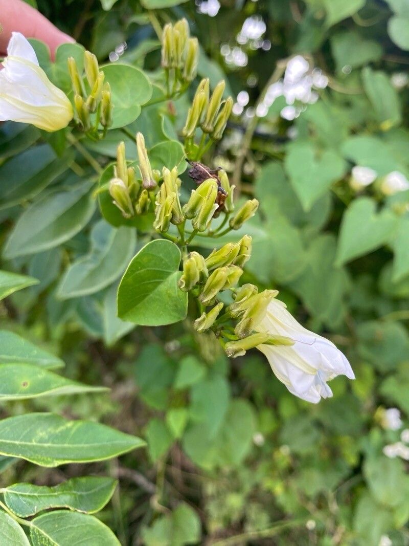 Ipomoea corymbosa bark