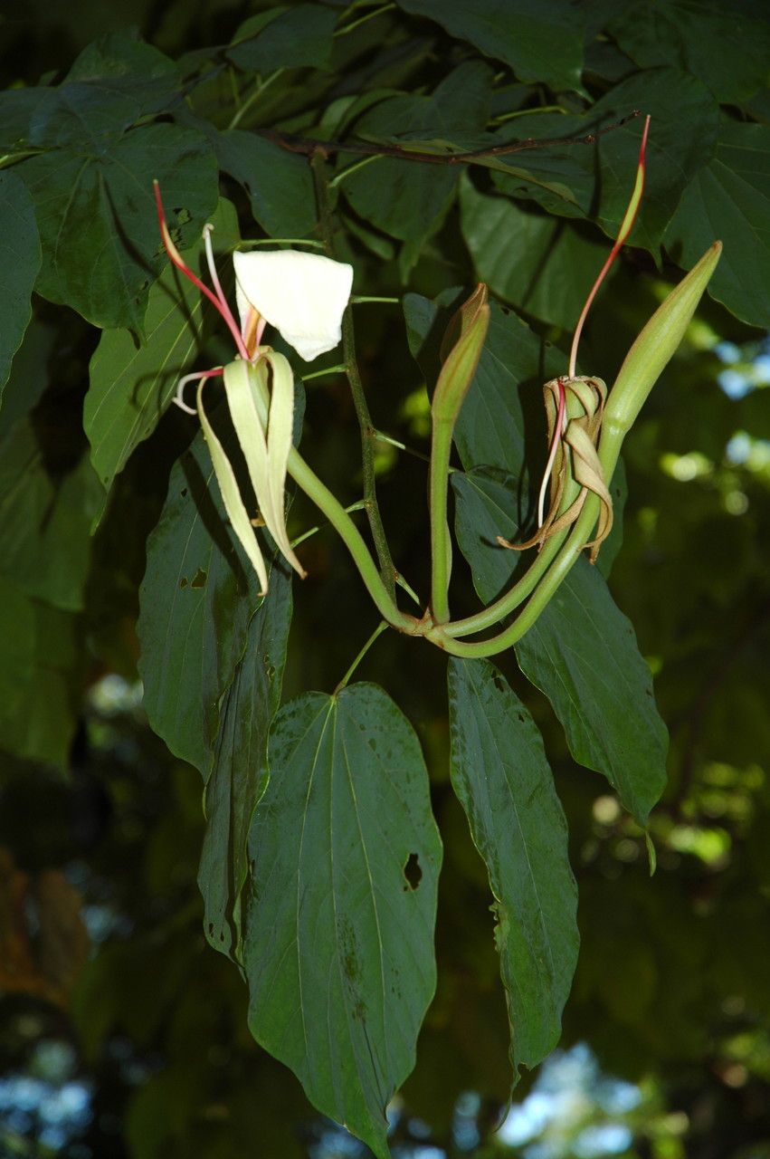 Gigasiphon macrosiphon flower