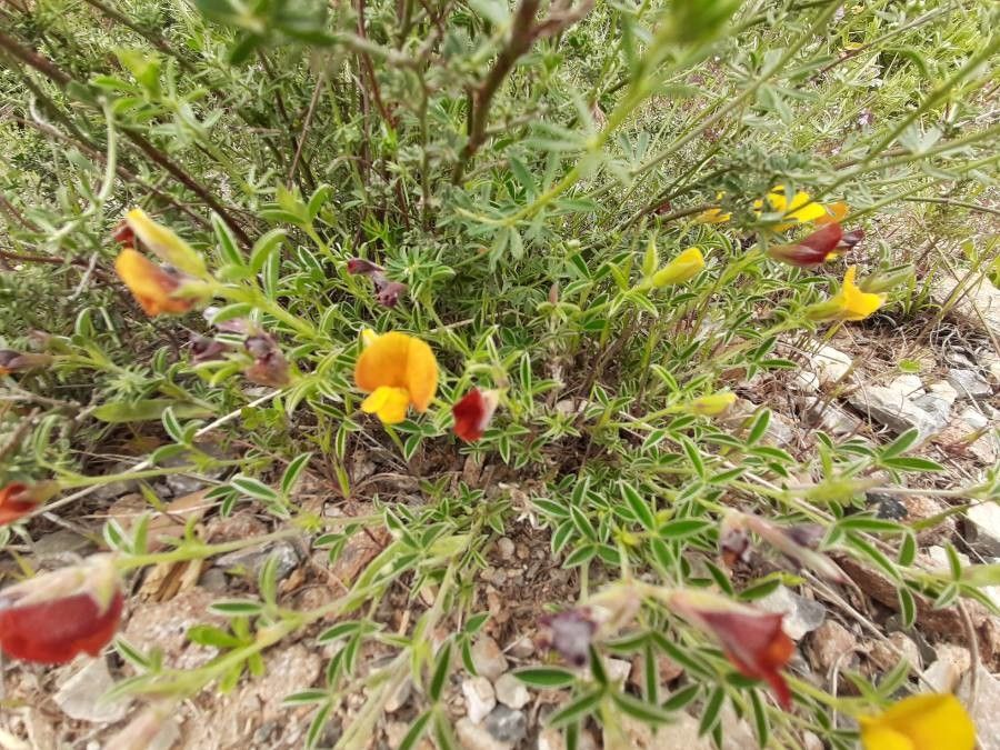 Lotus conjugatus — search result for 'Lotus'