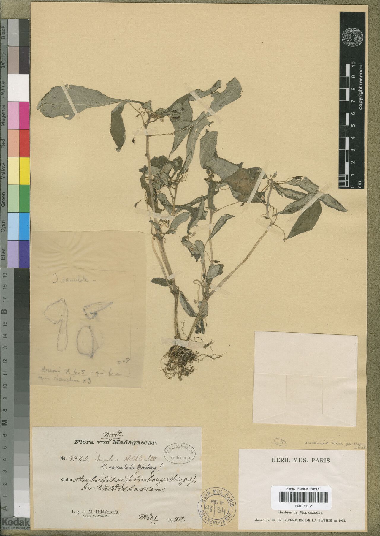 Impatiens sacculata — houseplant care guide