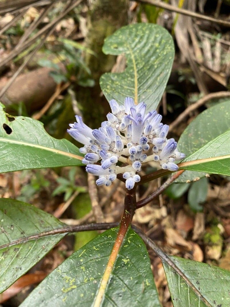 Psychotria leratii flower