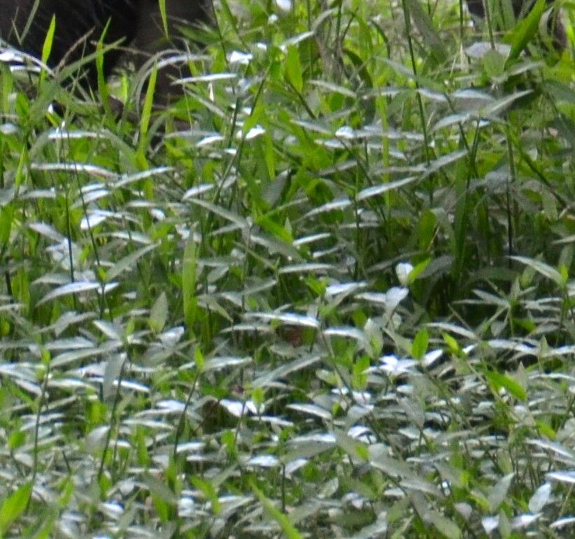 Persicaria dichotoma leaf