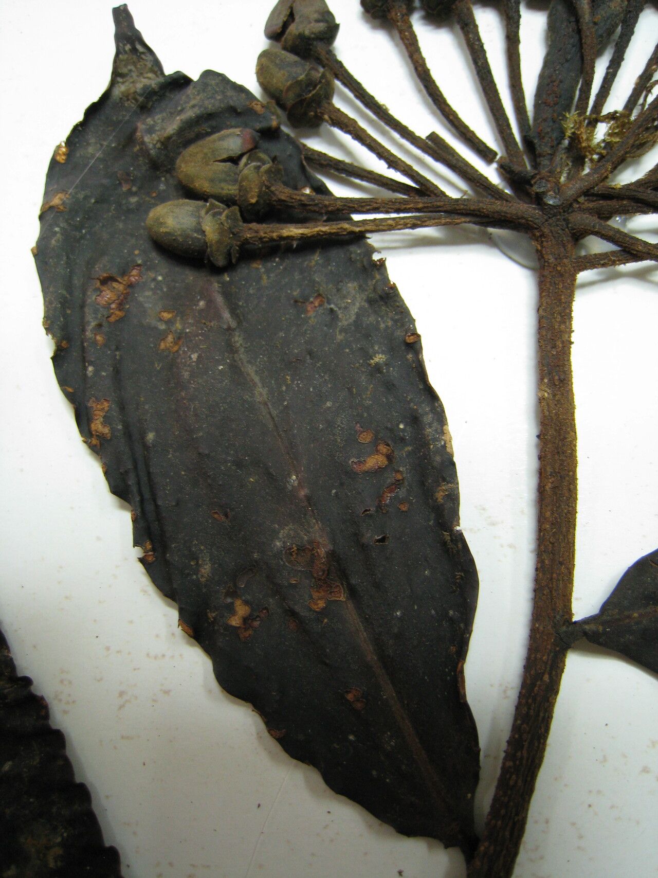 Marcgravia magnibracteata — houseplant care guide