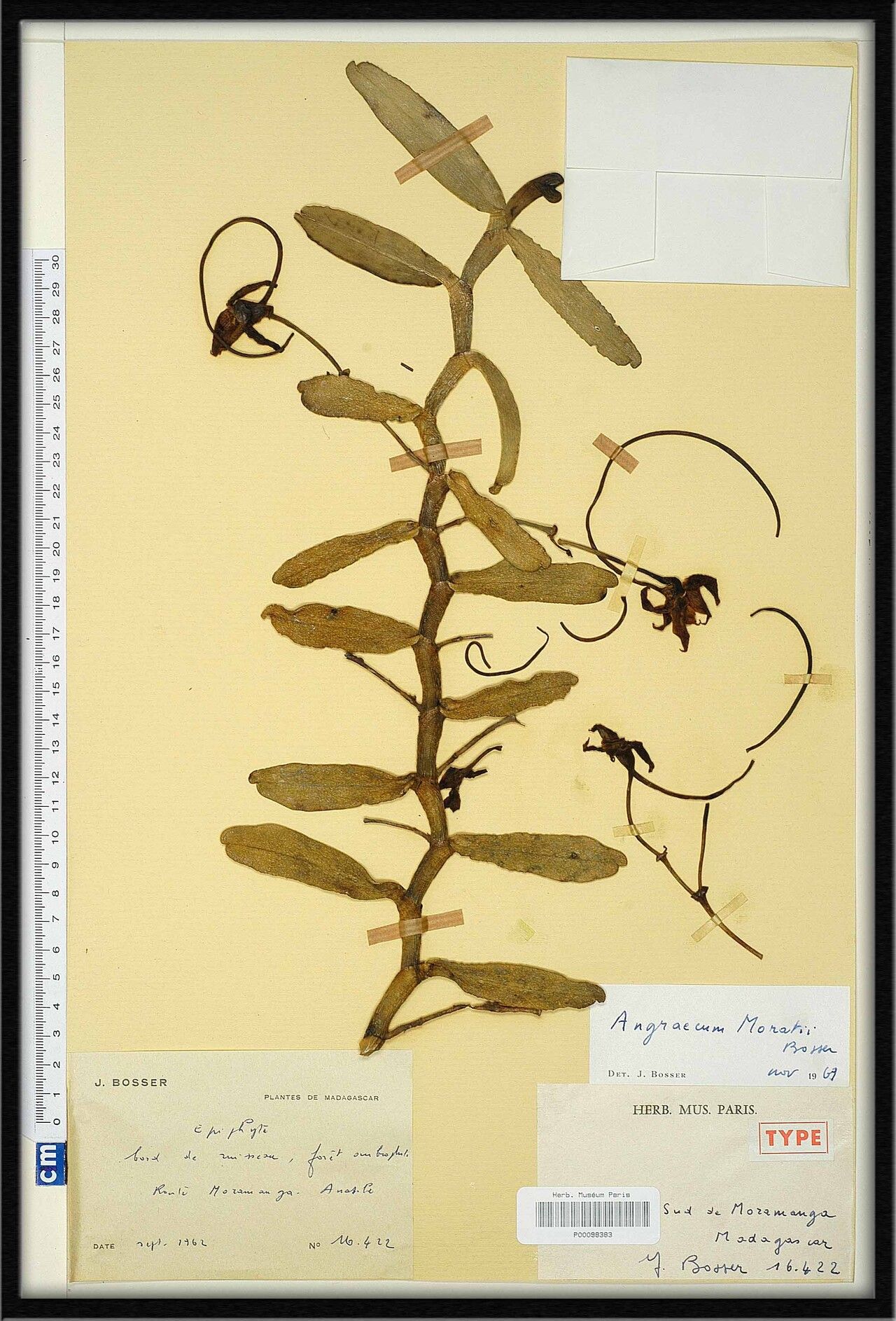 Angraecum moratii — houseplant care guide