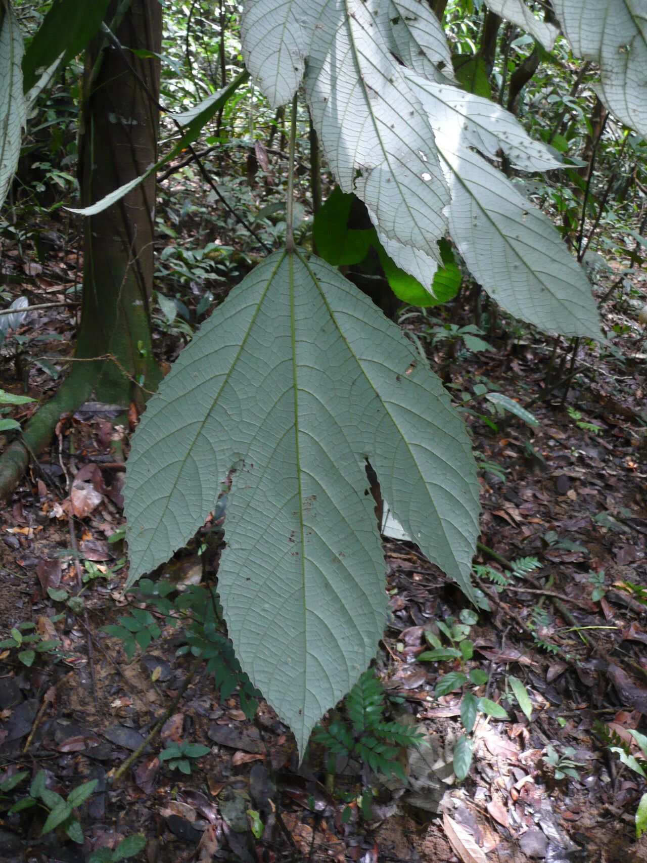 Myrianthus libericus leaf