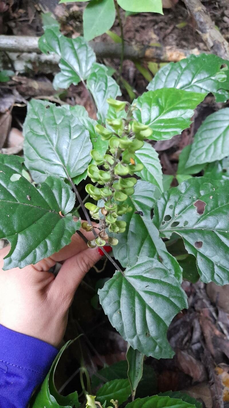 Scutellaria orichalcea fruit