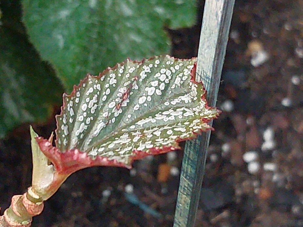 Begonia augustae — houseplant care guide