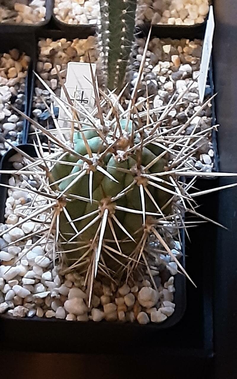 Echinopsis chiloensis bark