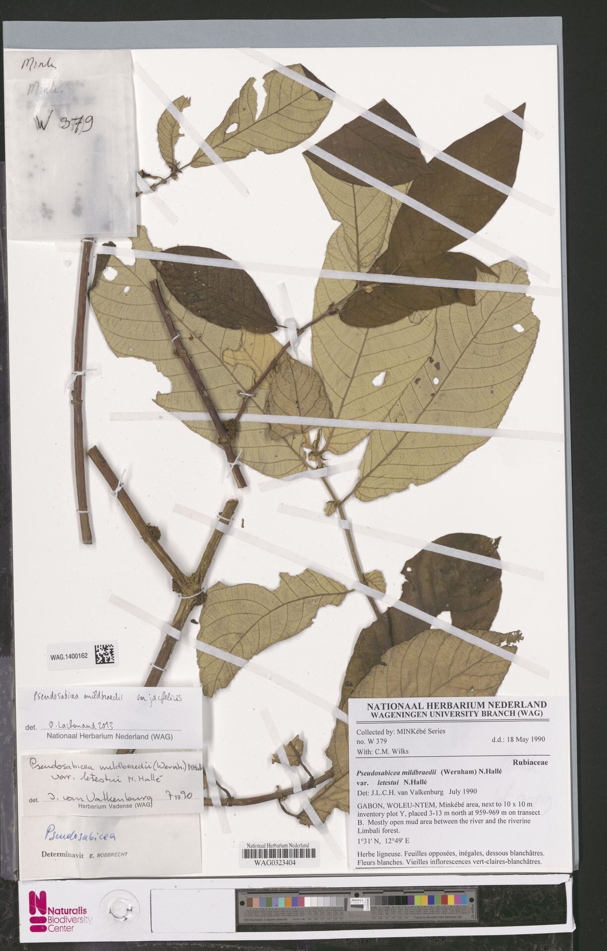 Sabicea jacfelicis — houseplant care guide