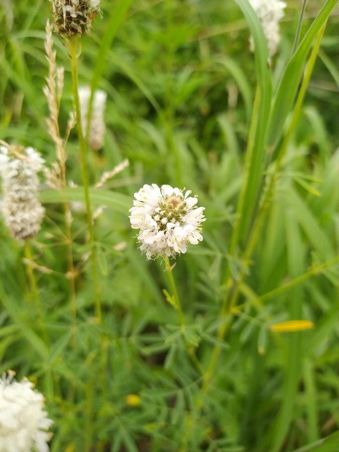 Dalea multiflora — houseplant care guide