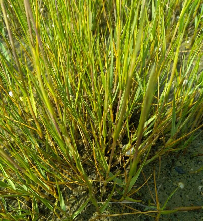 Spartina maritima — search result for 'Namibia'
