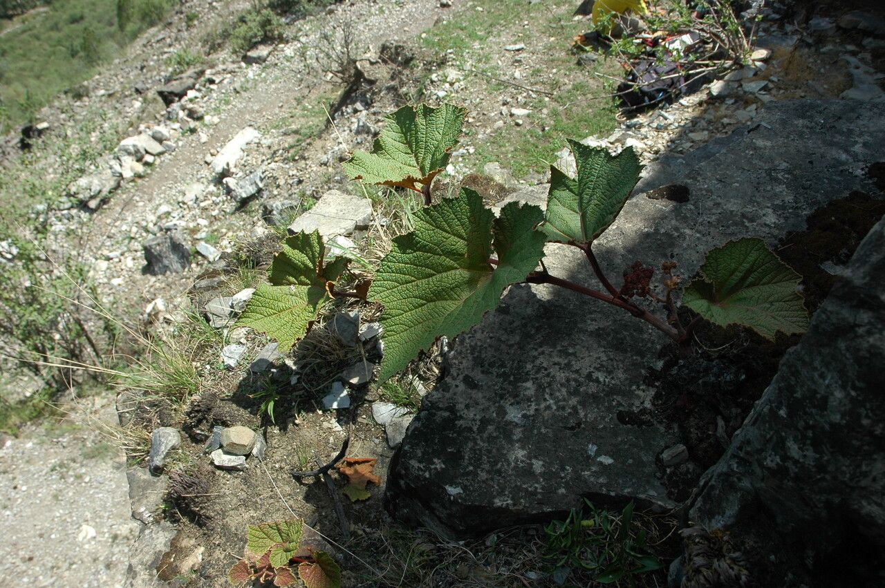 Ampelocissus rugosa habit
