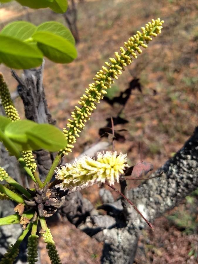Stryphnodendron adstringens flower