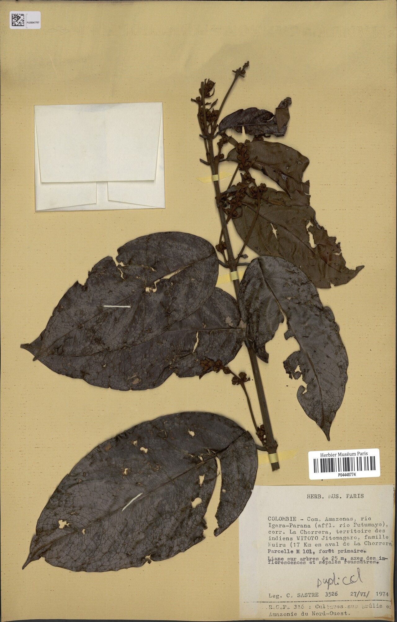 Mezia includens — related species from the same genus