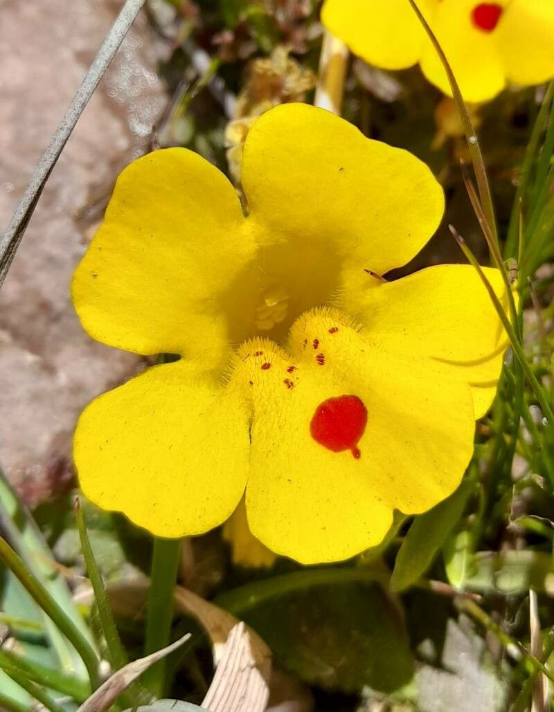 Erythranthe depressa — houseplant care guide