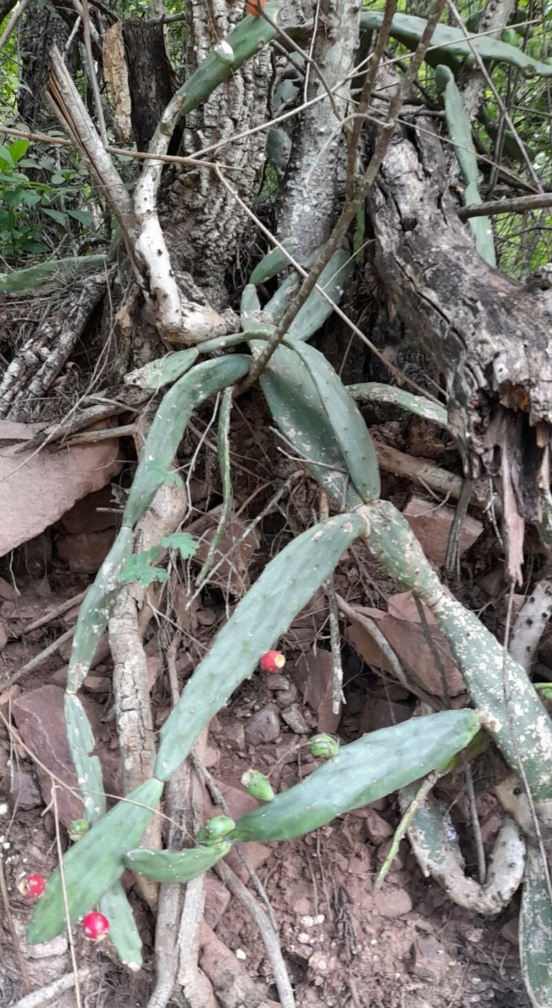 Opuntia anacantha habit