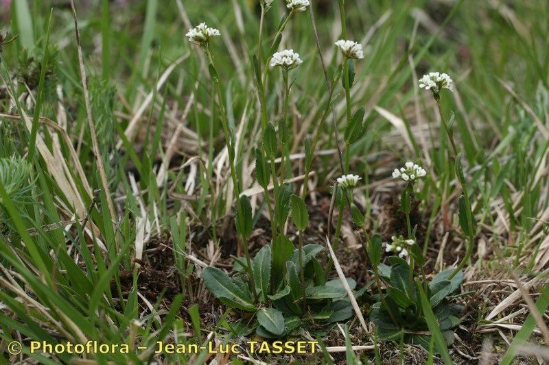 Arabis allionii habit