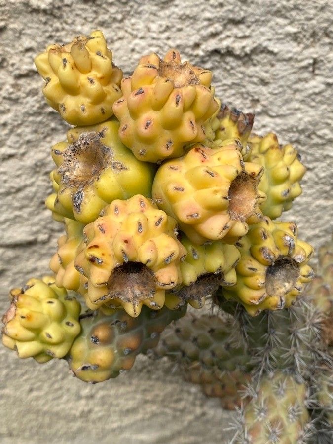 Opuntia imbricata fruit