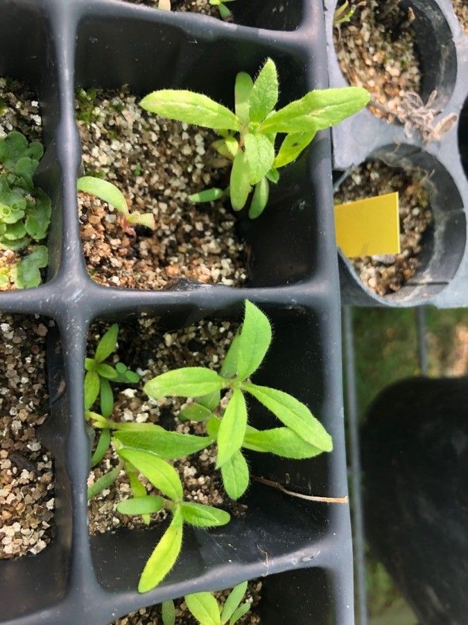 Cistus × incanus — search result for 'Cistus'