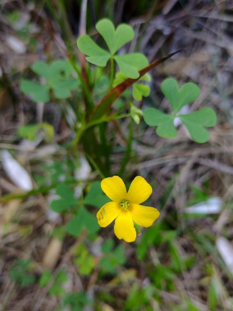 Oxalis exilis habit