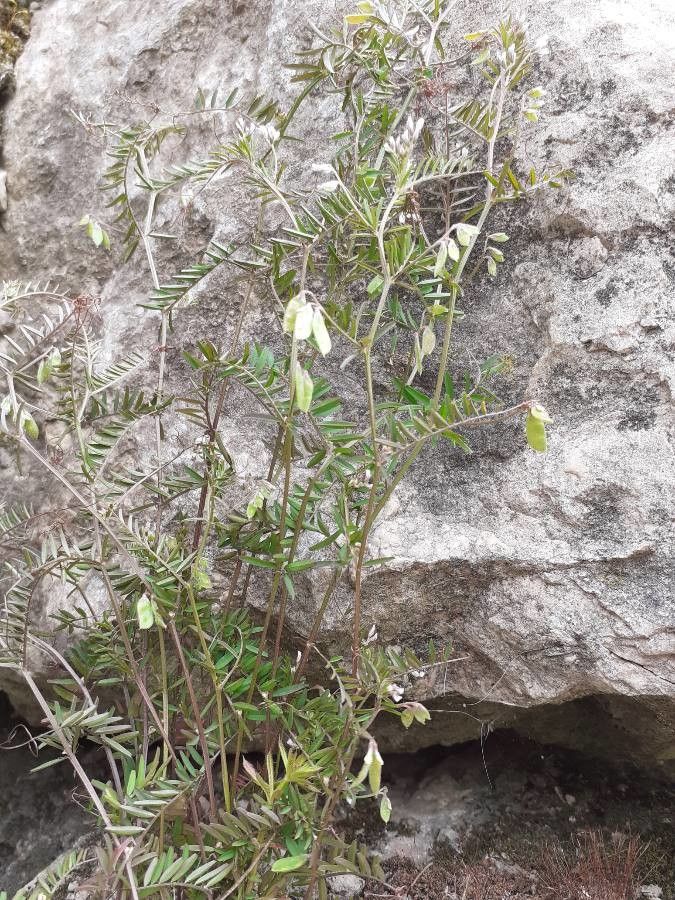 Vicia disperma fruit