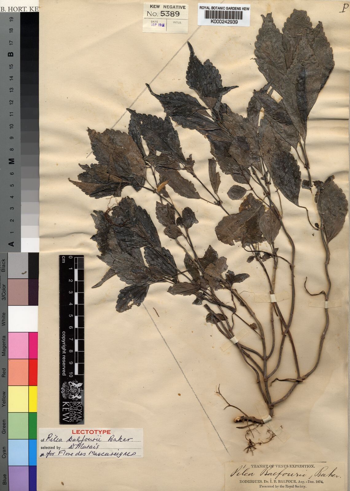 Pilea balfourii — search result for 'Pilea'