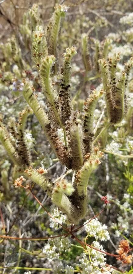 Phacelia cicutaria flower