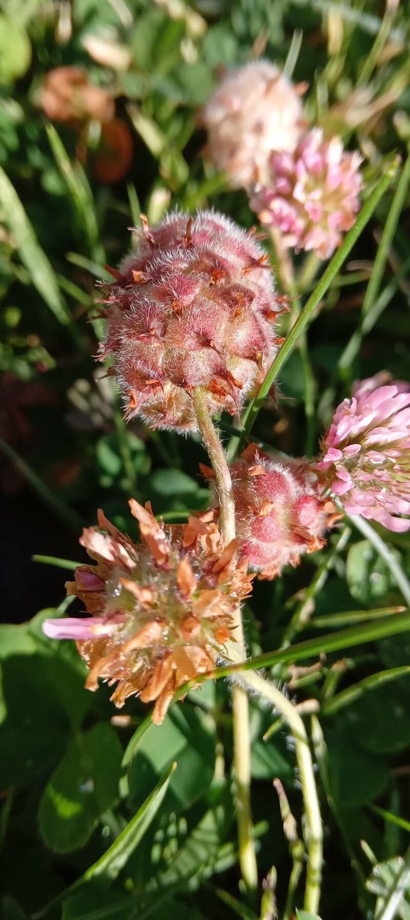 Trifolium fragiferum fruit