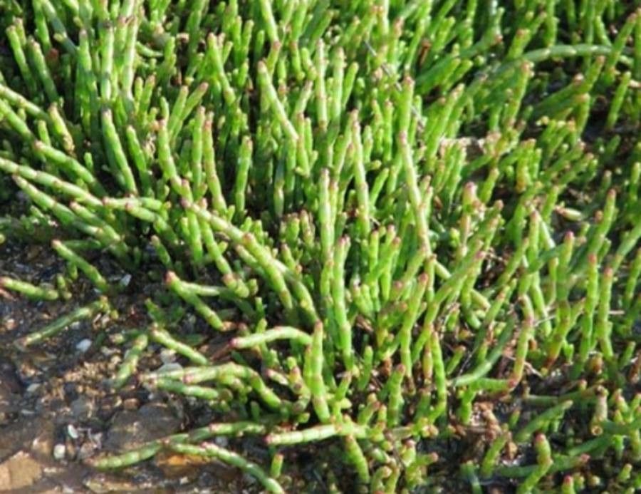 Sarcocornia quinqueflora — related species from the same genus