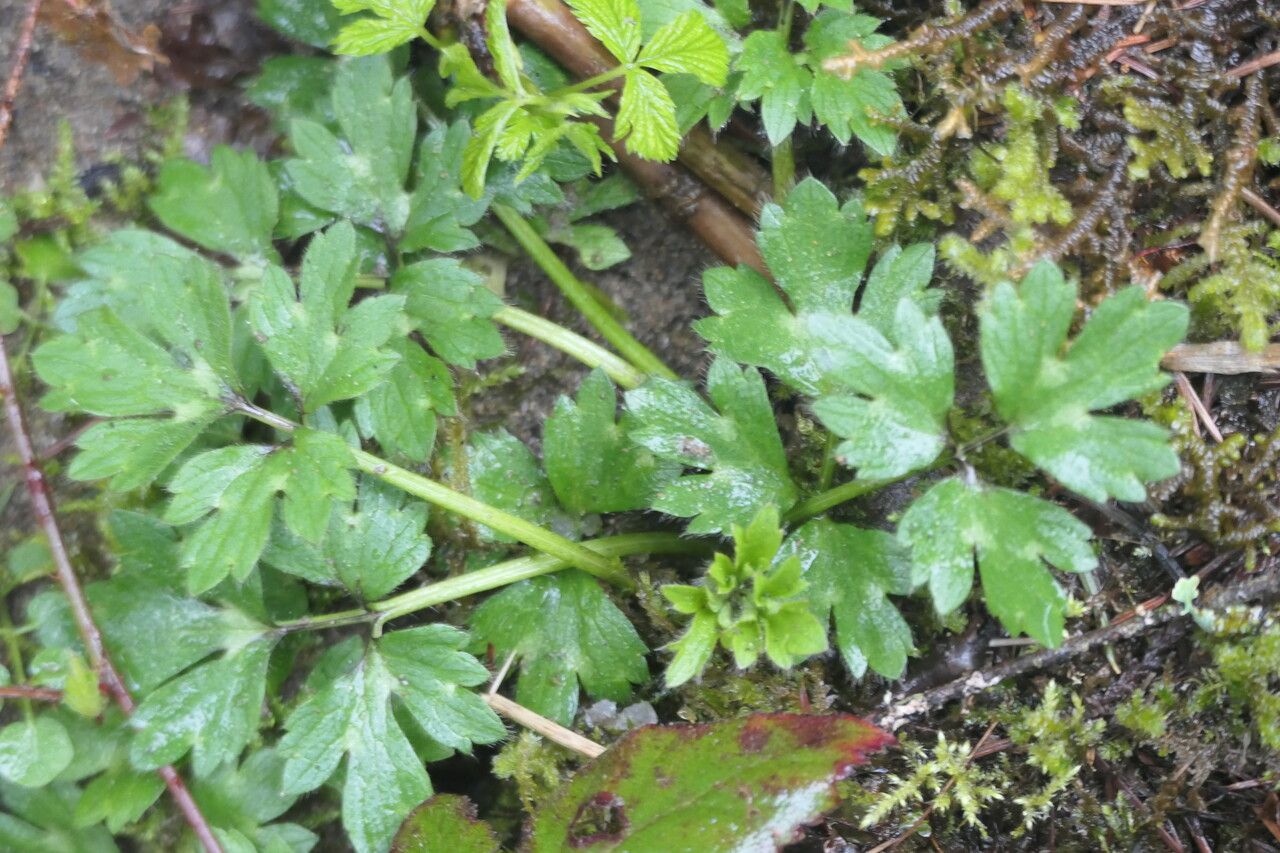 Ranunculus orthorhynchus habit