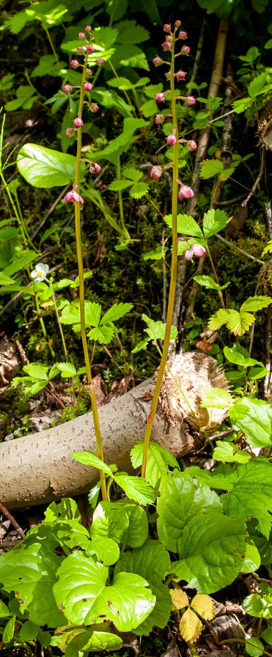 Pyrola asarifolia habit