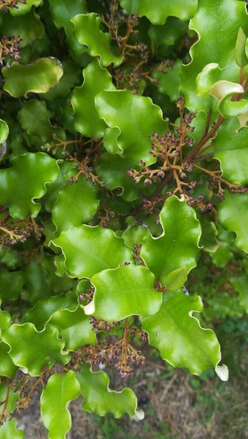 Olearia paniculata leaf