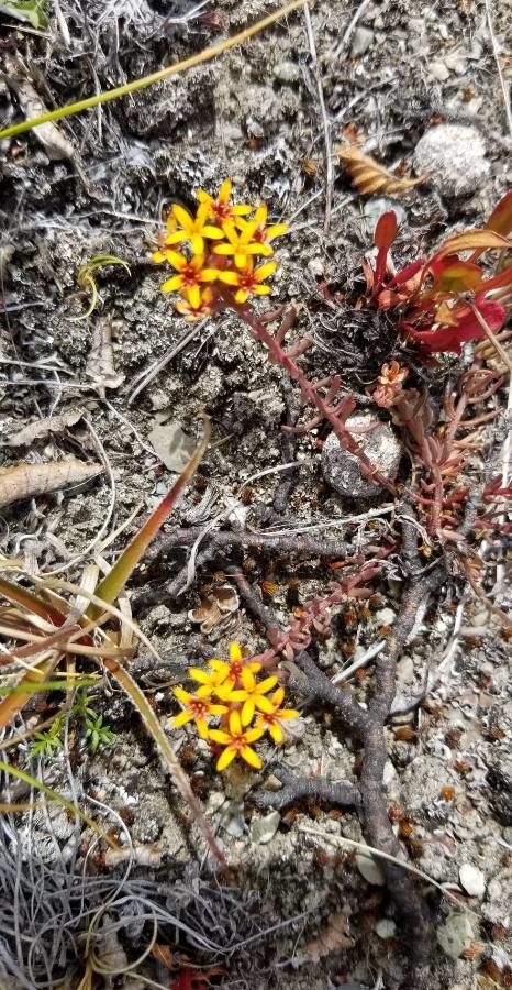 Quinchamalium chilense habit
