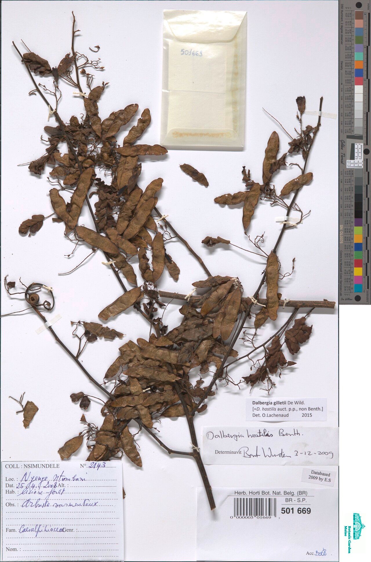 Dalbergia gilletii — houseplant care guide